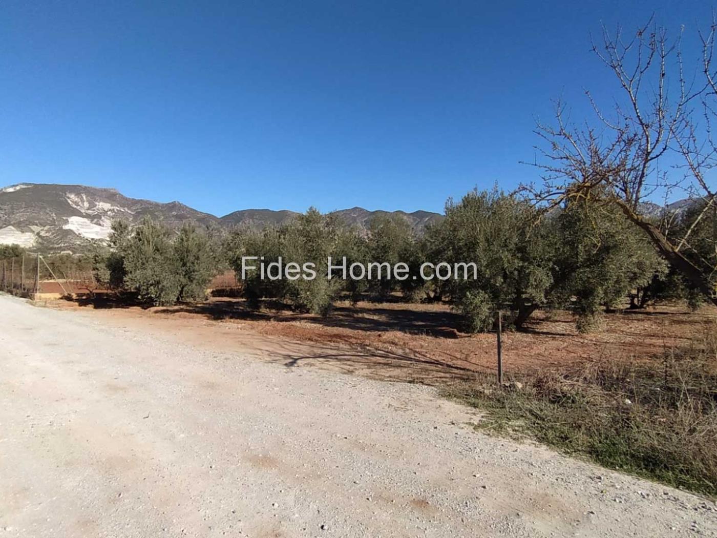 Great olive grove in Cozvíjar in Cozvíjar