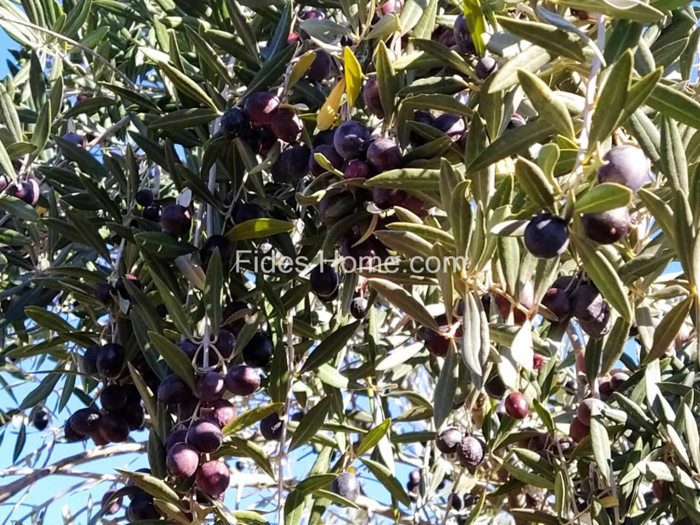Great olive grove in Cozvíjar in Cozvíjar
