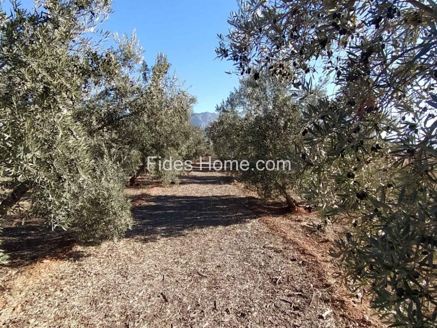 Great olive grove in Cozvíjar in Cozvíjar