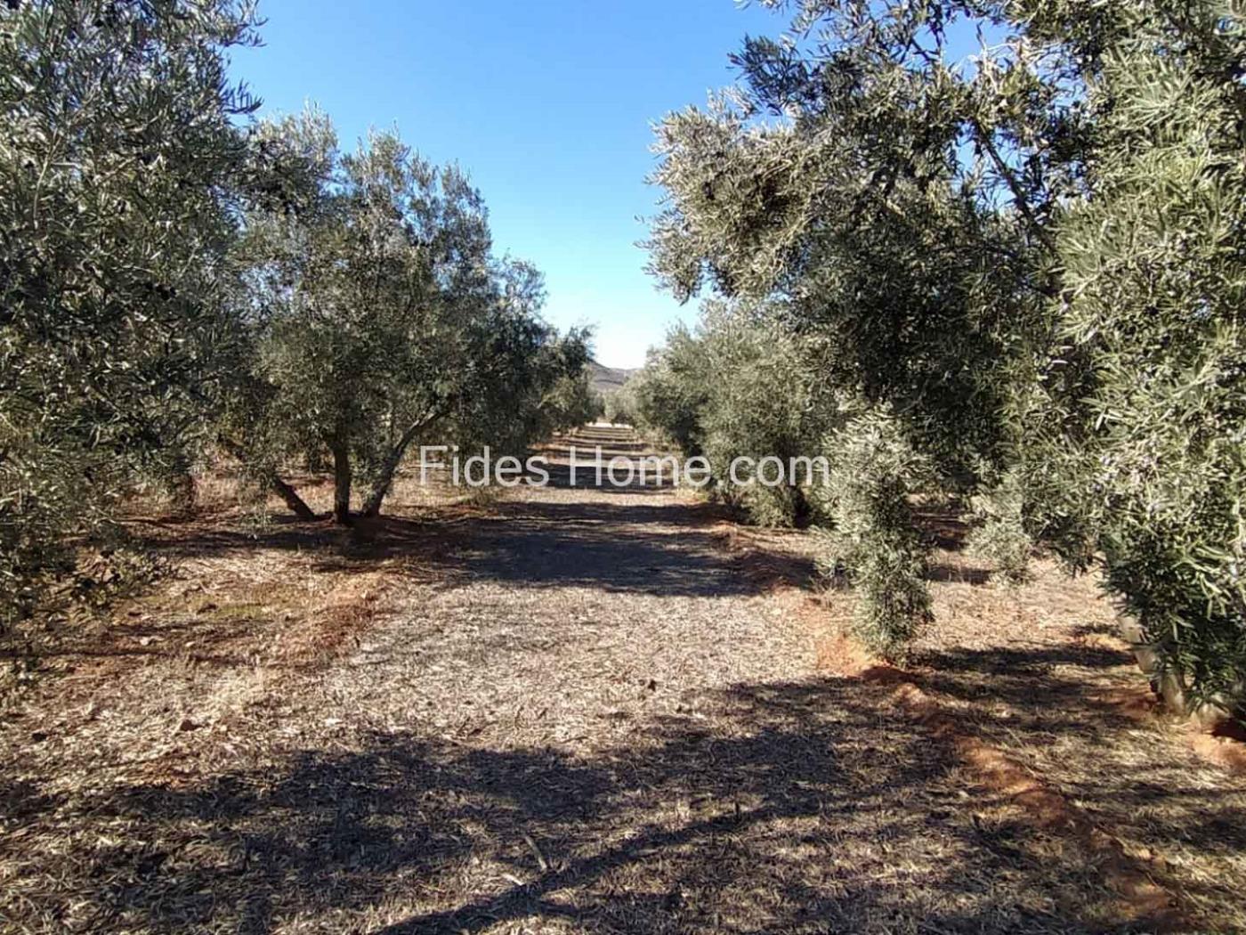 Great olive grove in Cozvíjar in Cozvíjar