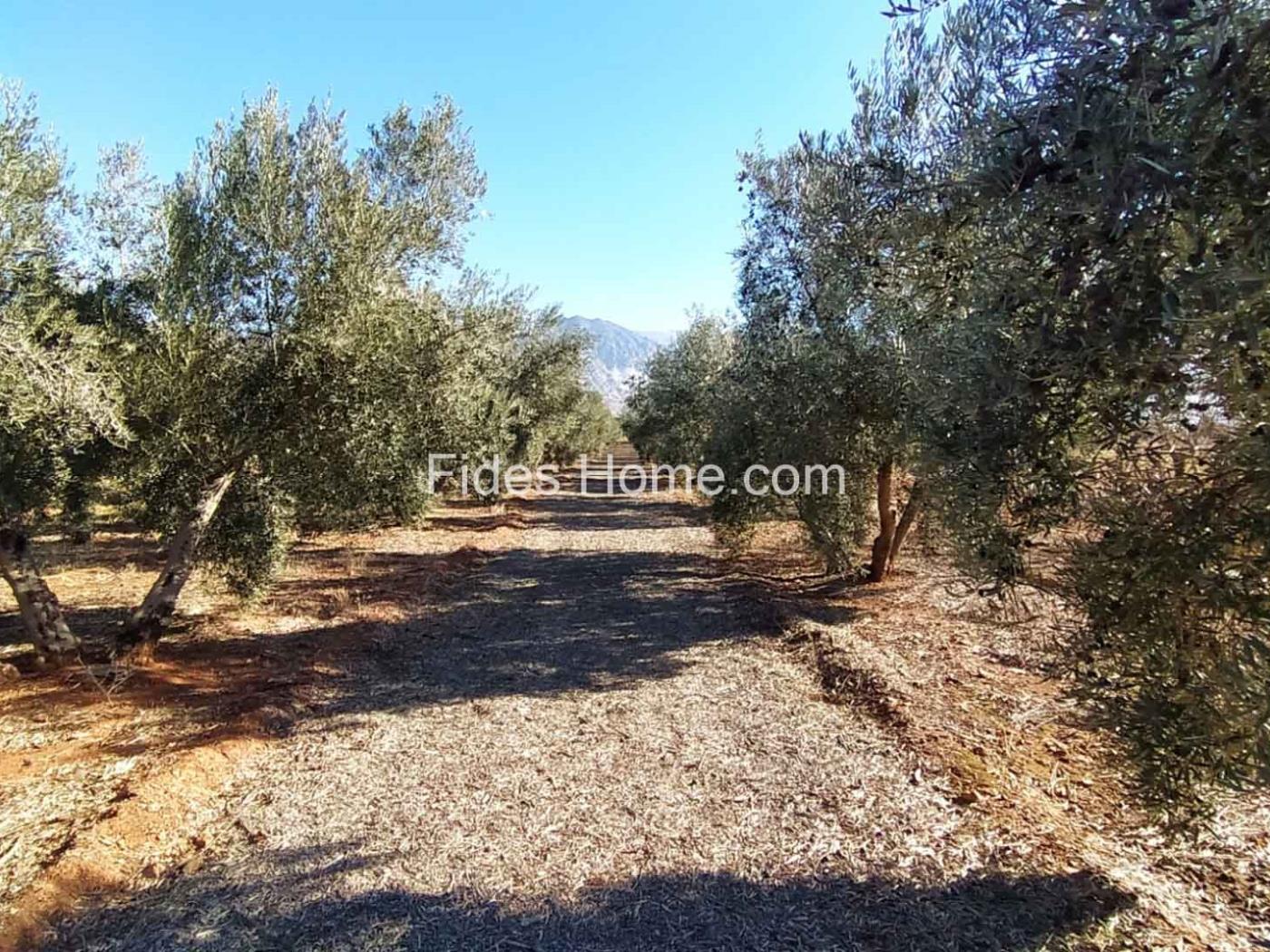 Great olive grove in Cozvíjar in Cozvíjar