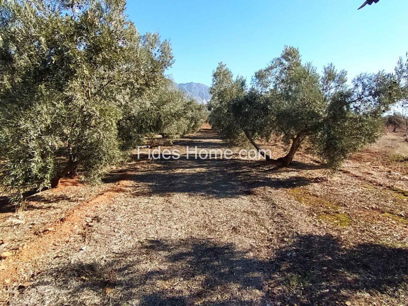 Great olive grove in Cozvíjar in Cozvíjar