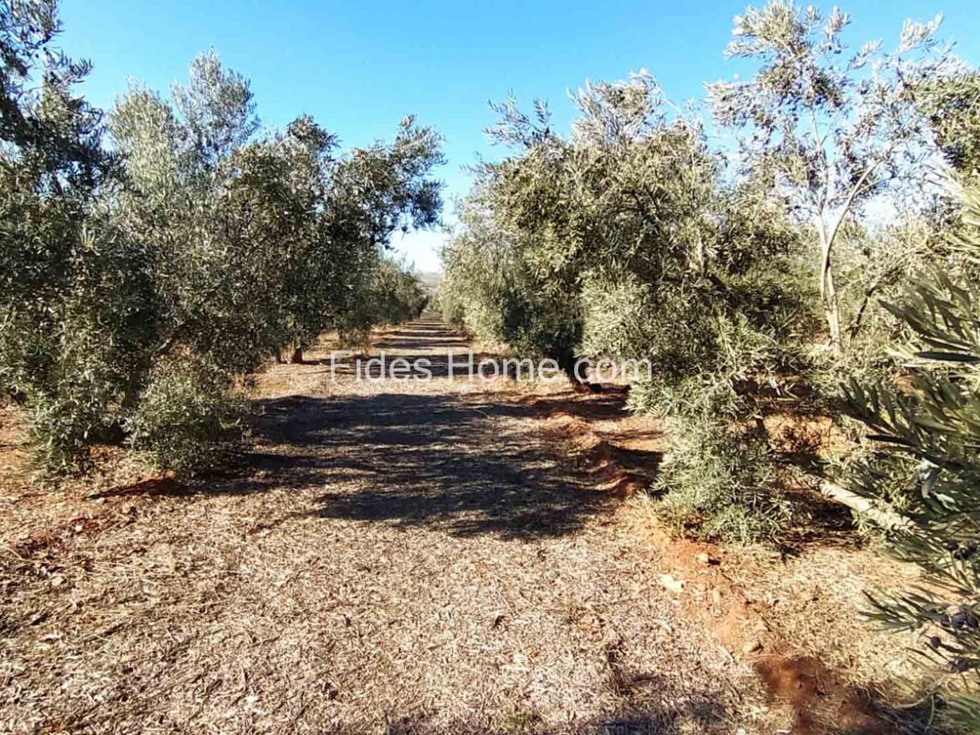 Great olive grove in Cozvíjar in Cozvíjar