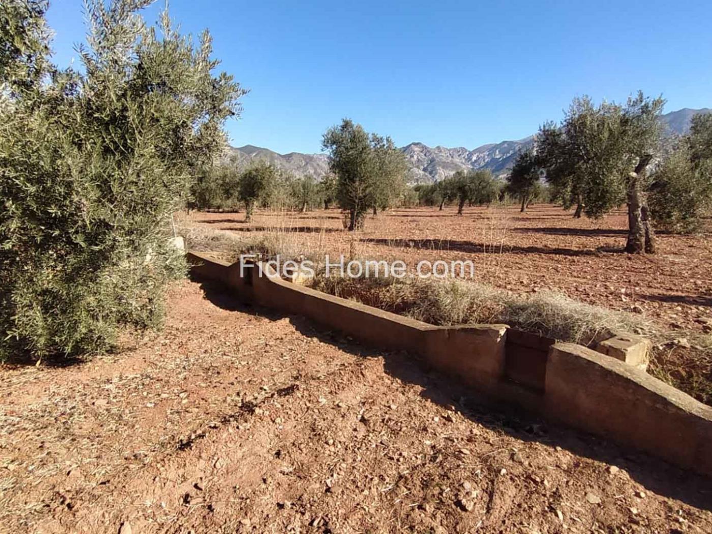 Great olive grove in Cozvíjar in Cozvíjar