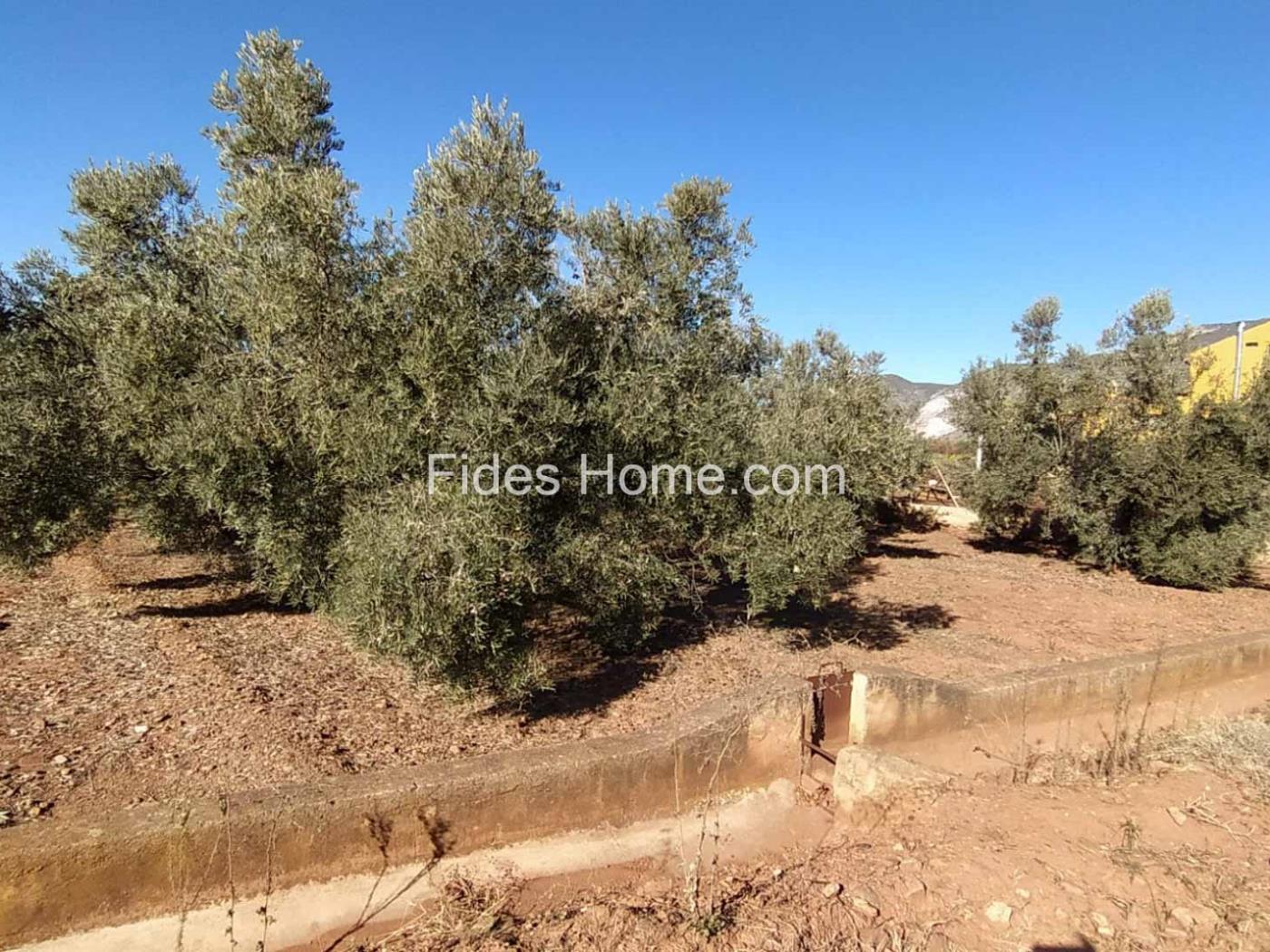 Great olive grove in Cozvíjar in Cozvíjar