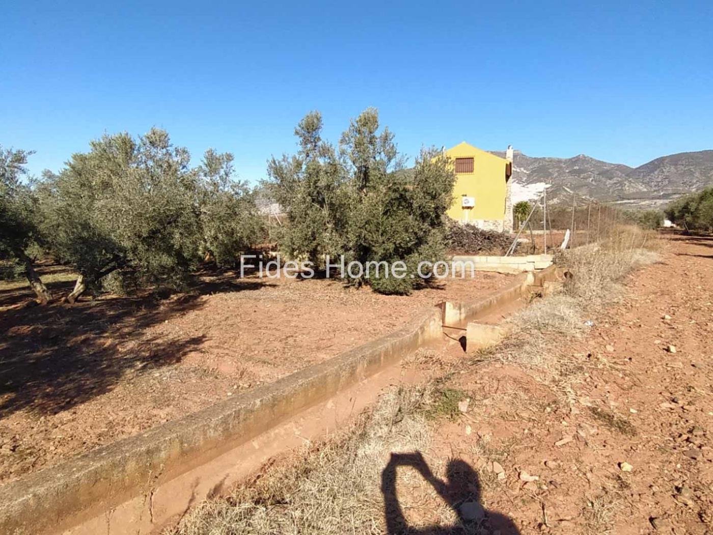 Great olive grove in Cozvíjar in Cozvíjar