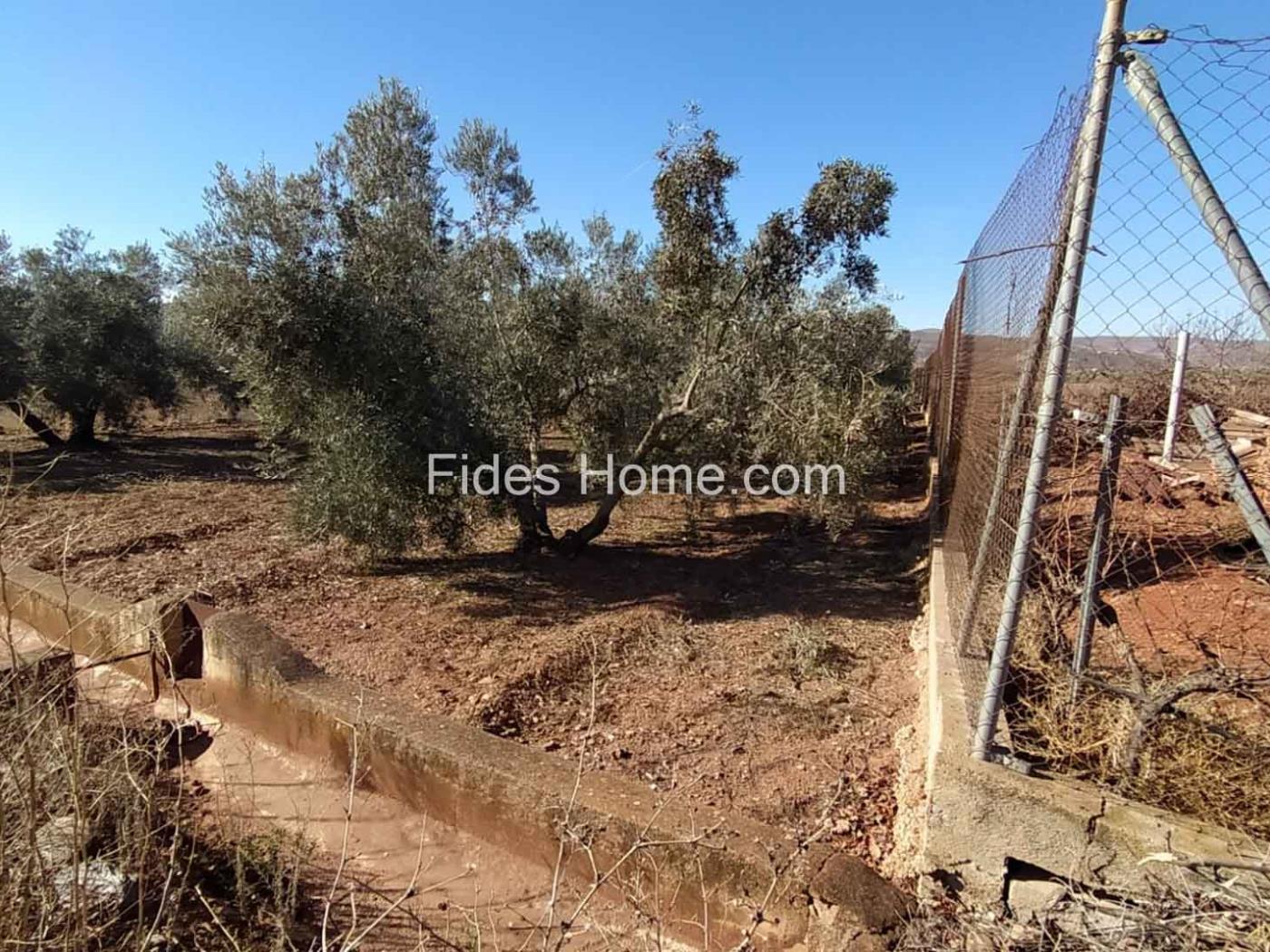 Great olive grove in Cozvíjar in Cozvíjar