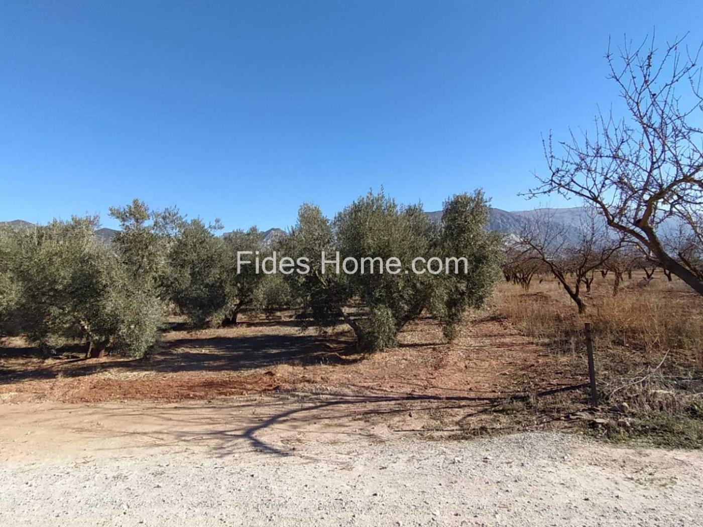 Great olive grove in Cozvíjar in Cozvíjar