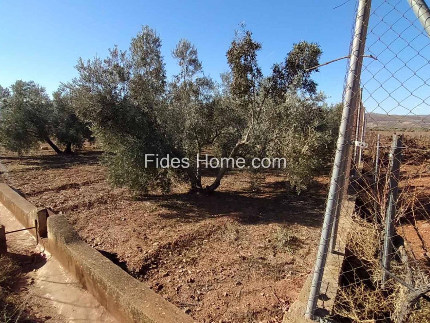 Great olive grove in Cozvíjar in Cozvíjar