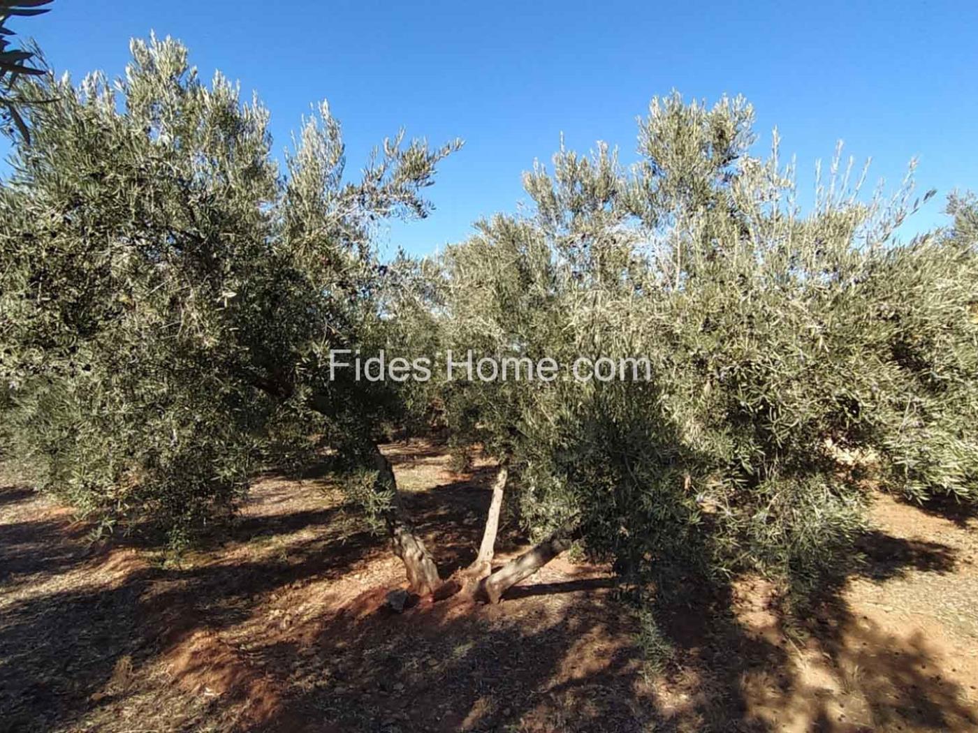 Great olive grove in Cozvíjar in Cozvíjar