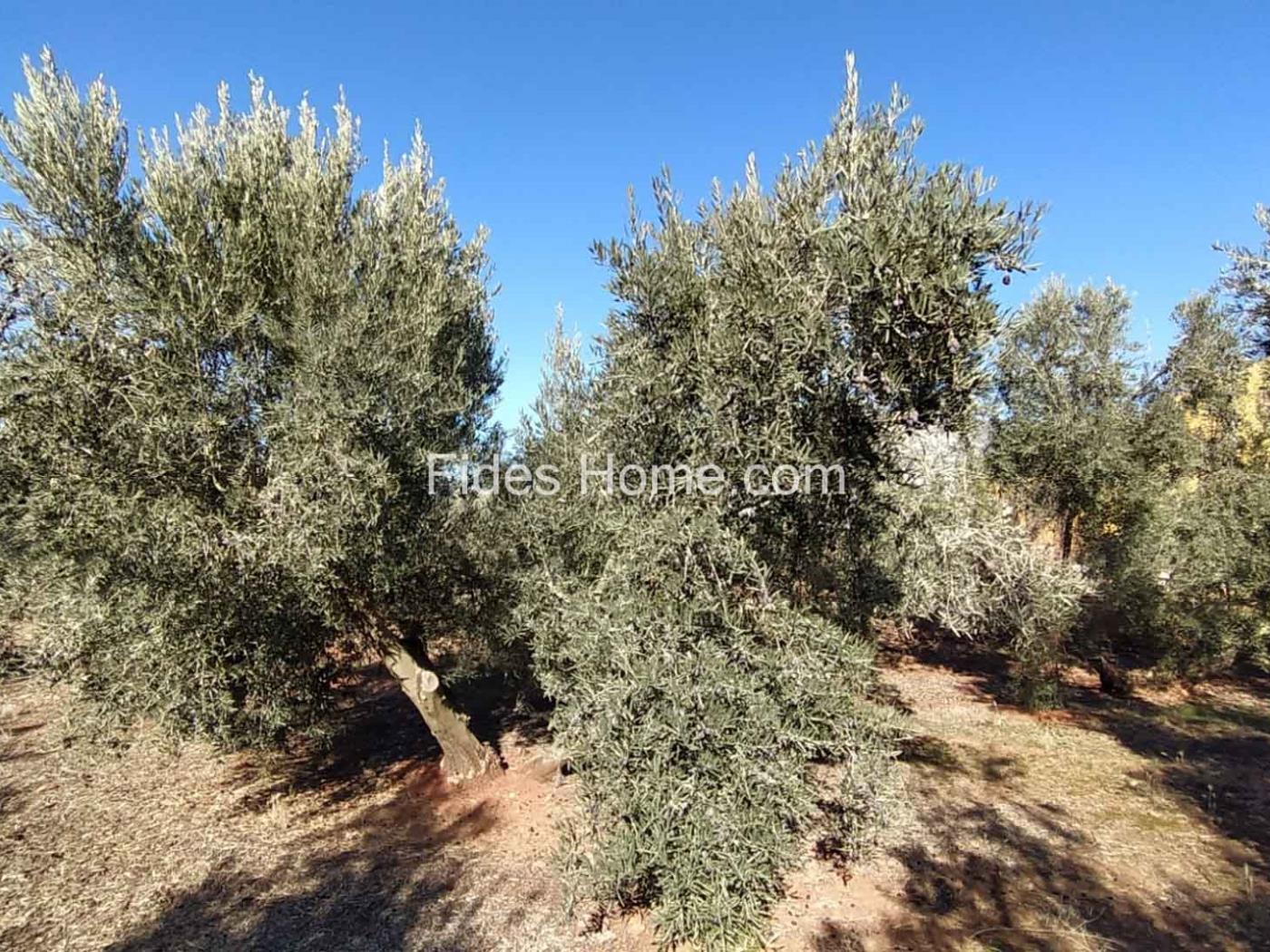 Great olive grove in Cozvíjar in Cozvíjar