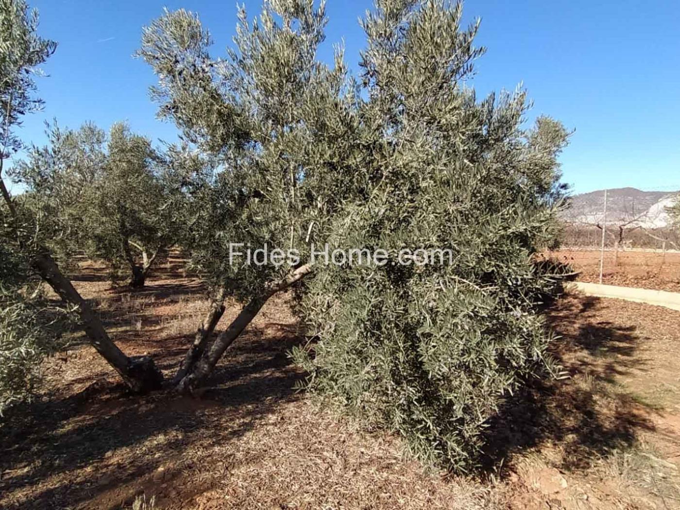 Great olive grove in Cozvíjar in Cozvíjar