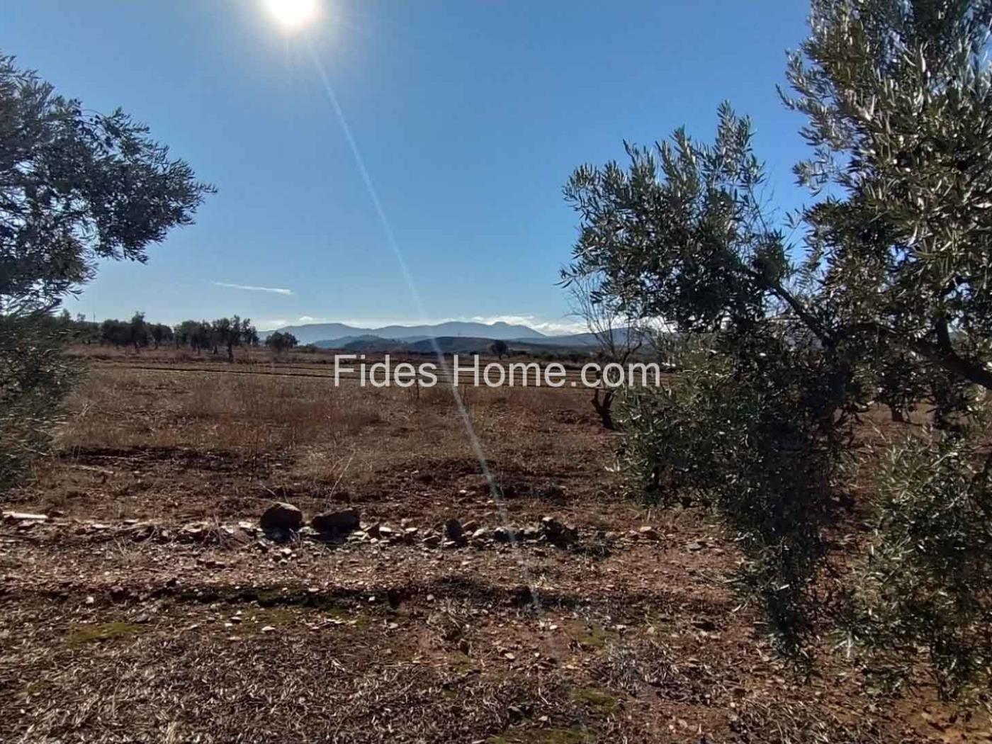 Great olive grove in Cozvíjar in Cozvíjar