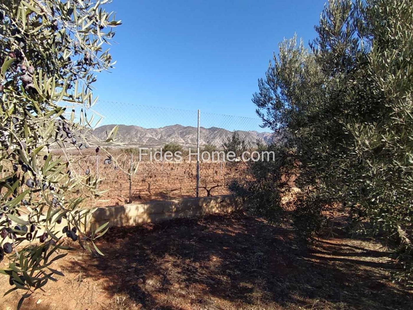 Great olive grove in Cozvíjar in Cozvíjar