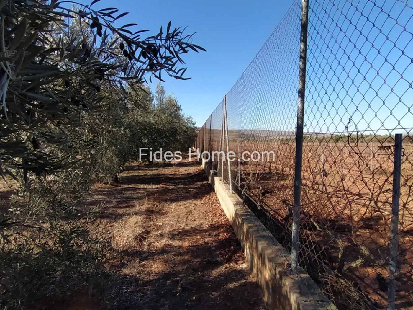 Great olive grove in Cozvíjar in Cozvíjar