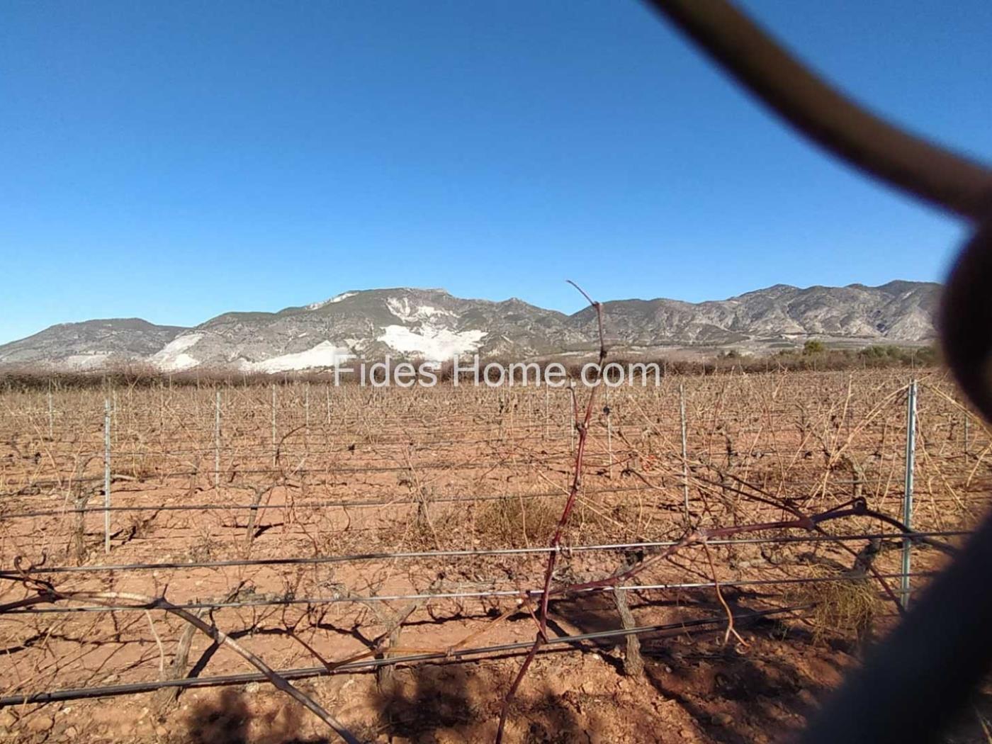 Great olive grove in Cozvíjar in Cozvíjar