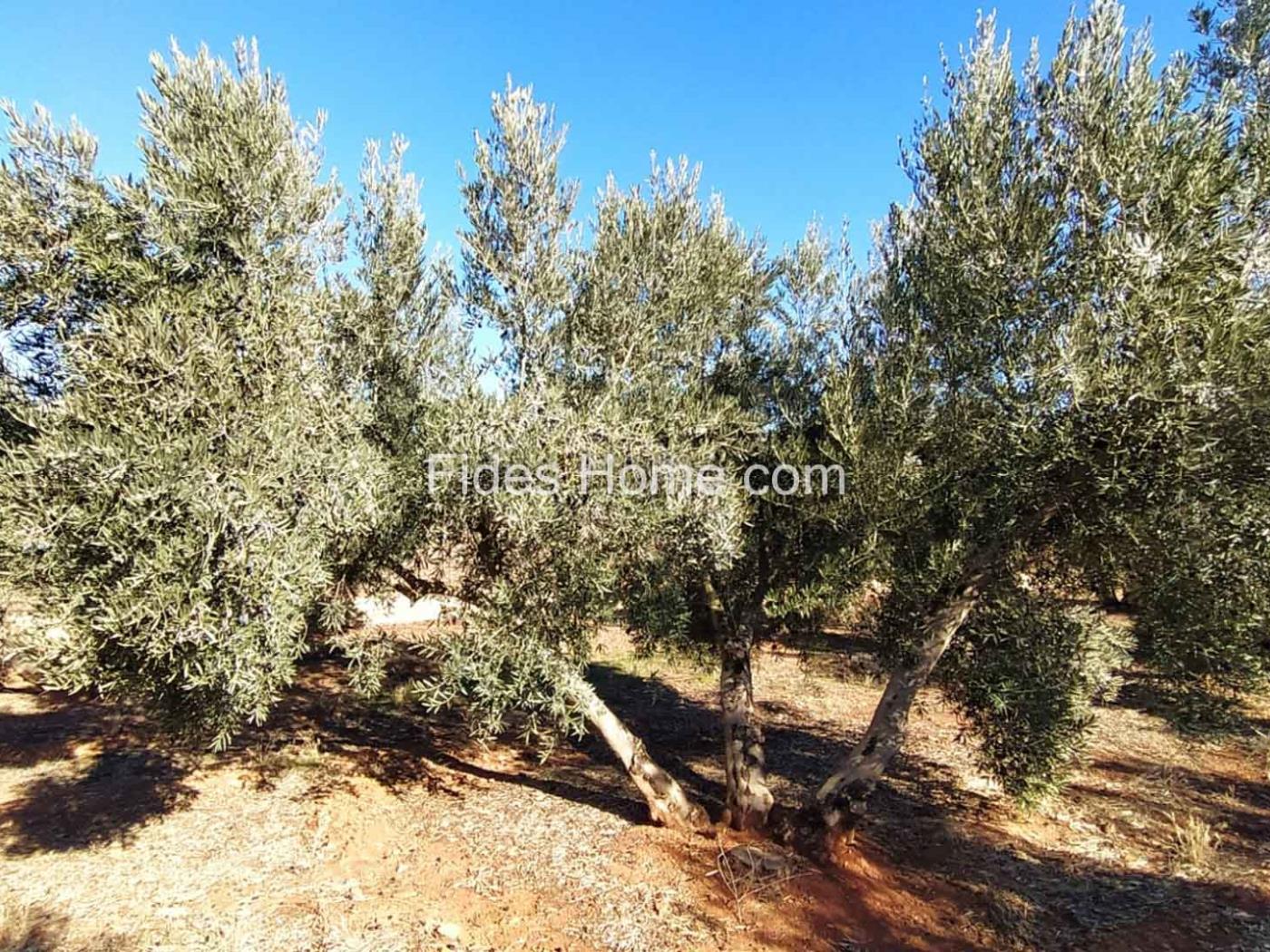 Great olive grove in Cozvíjar in Cozvíjar