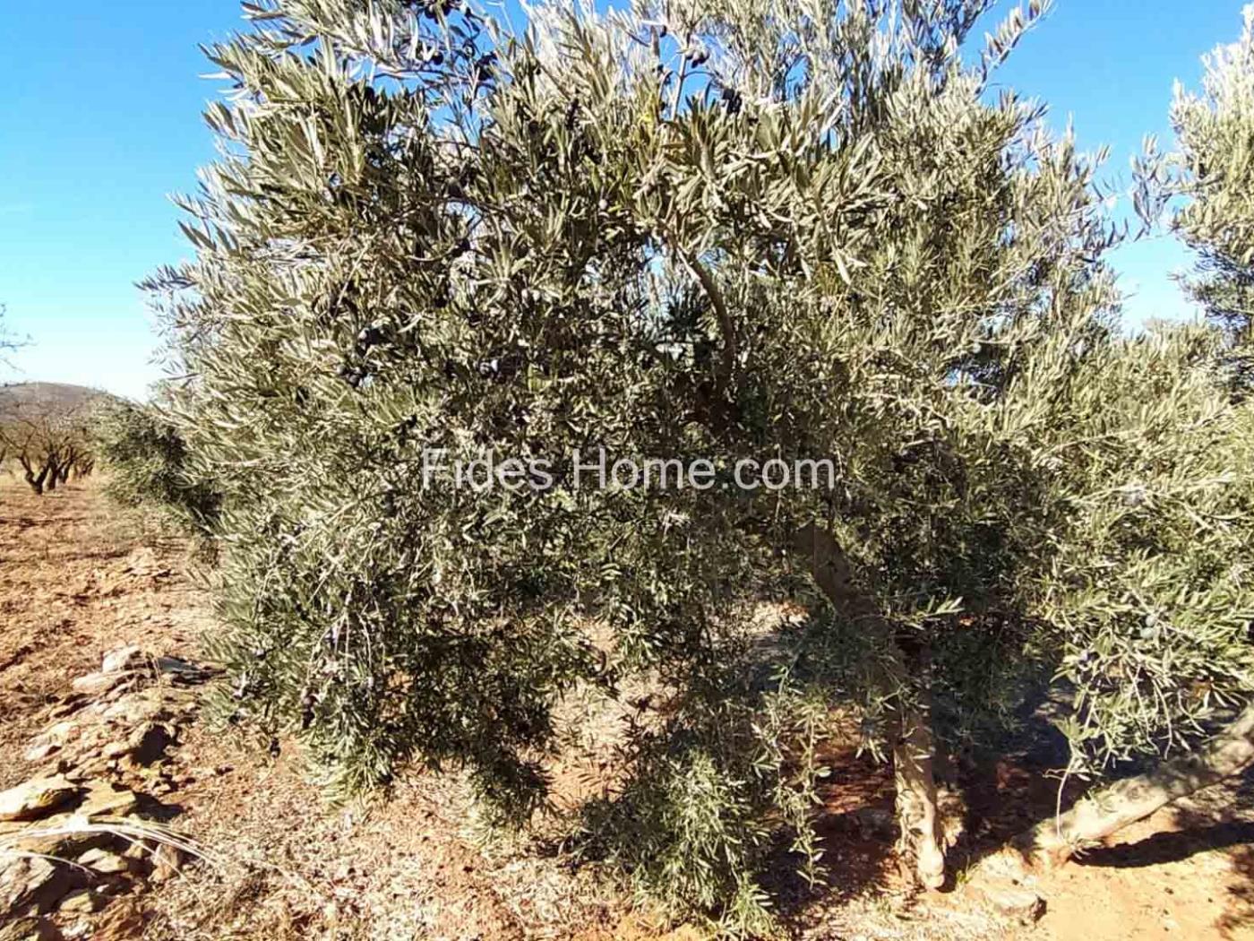 Great olive grove in Cozvíjar in Cozvíjar