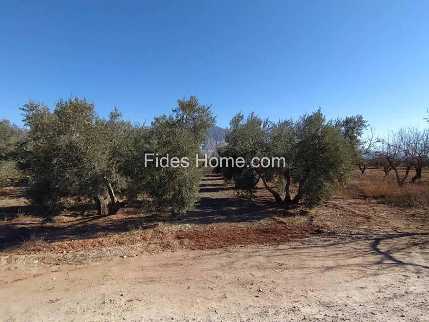 Great olive grove in Cozvíjar in Cozvíjar
