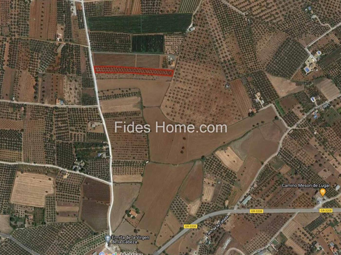 Great olive grove in Cozvíjar in Cozvíjar