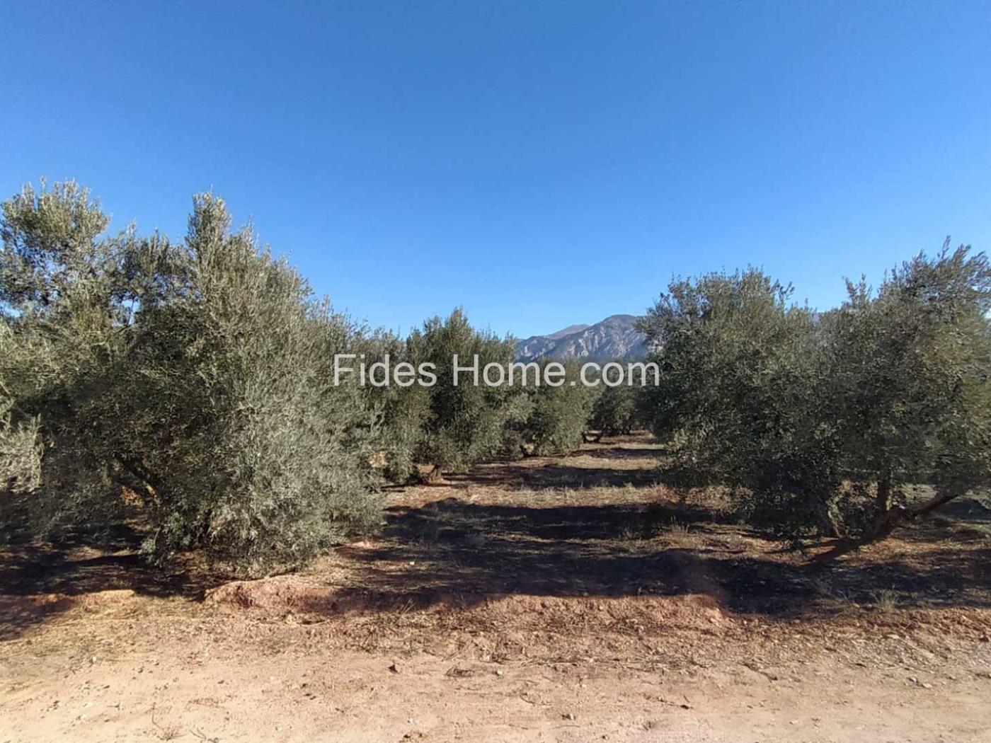 Great olive grove in Cozvíjar in Cozvíjar