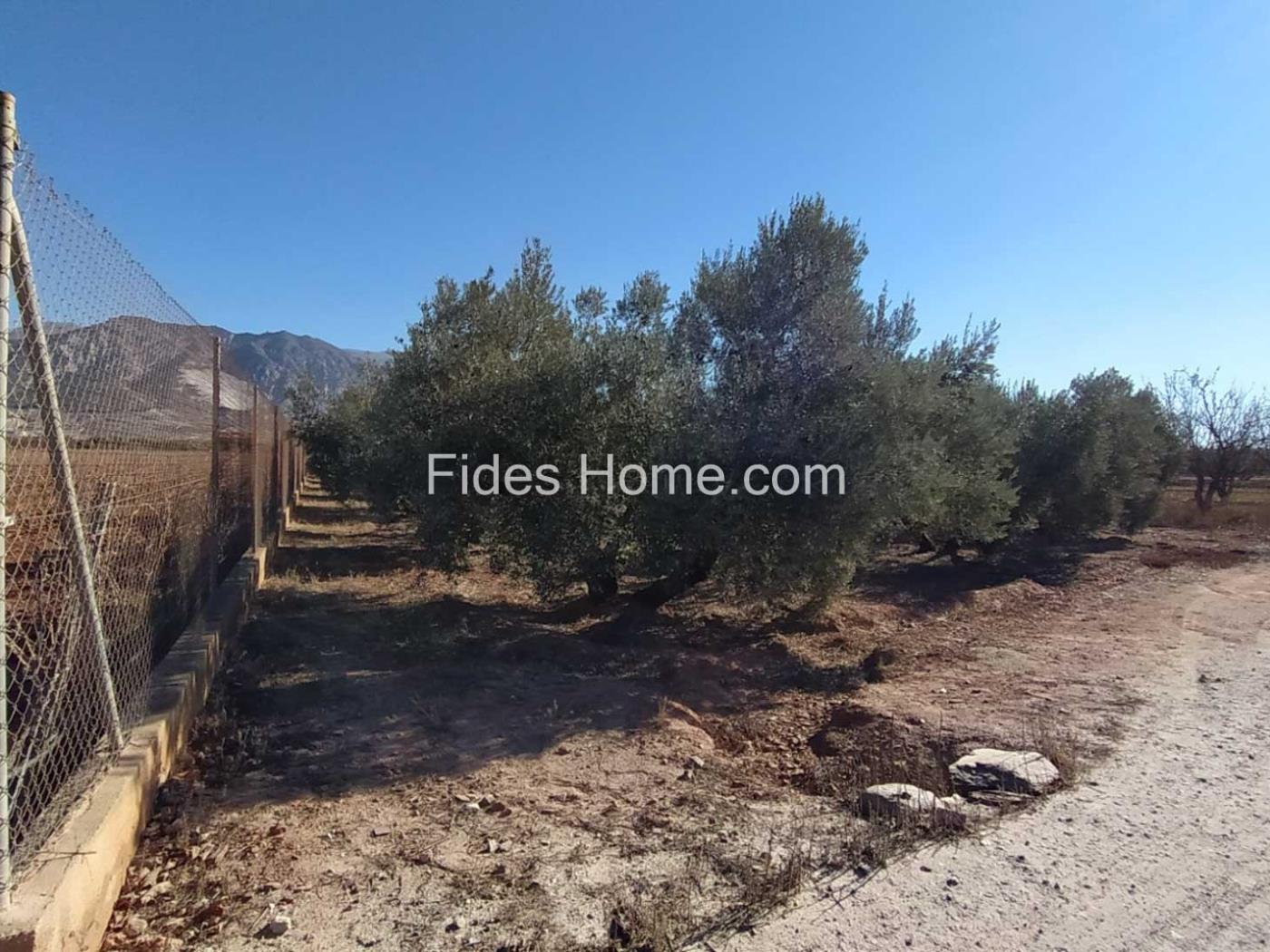 Great olive grove in Cozvíjar in Cozvíjar