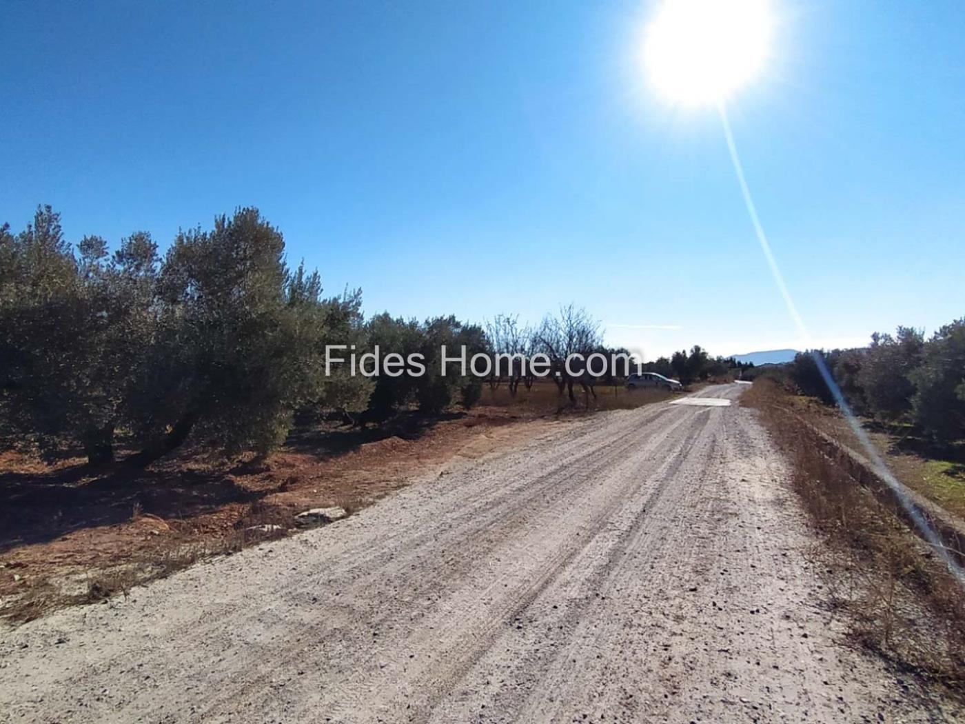 Great olive grove in Cozvíjar in Cozvíjar