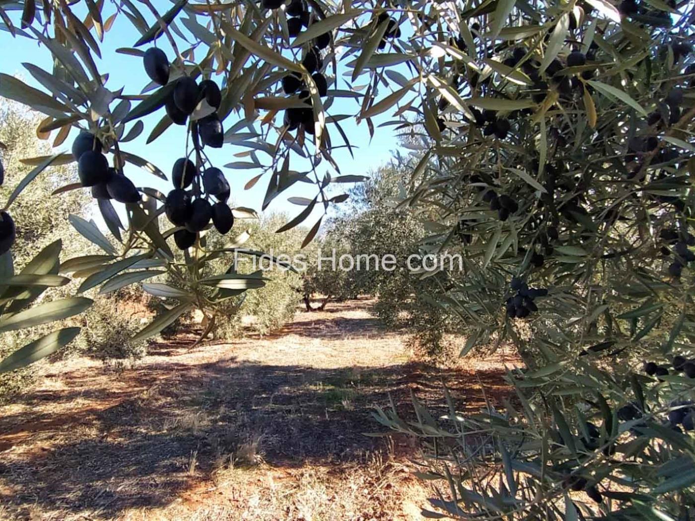 Great olive grove in Cozvíjar in Cozvíjar