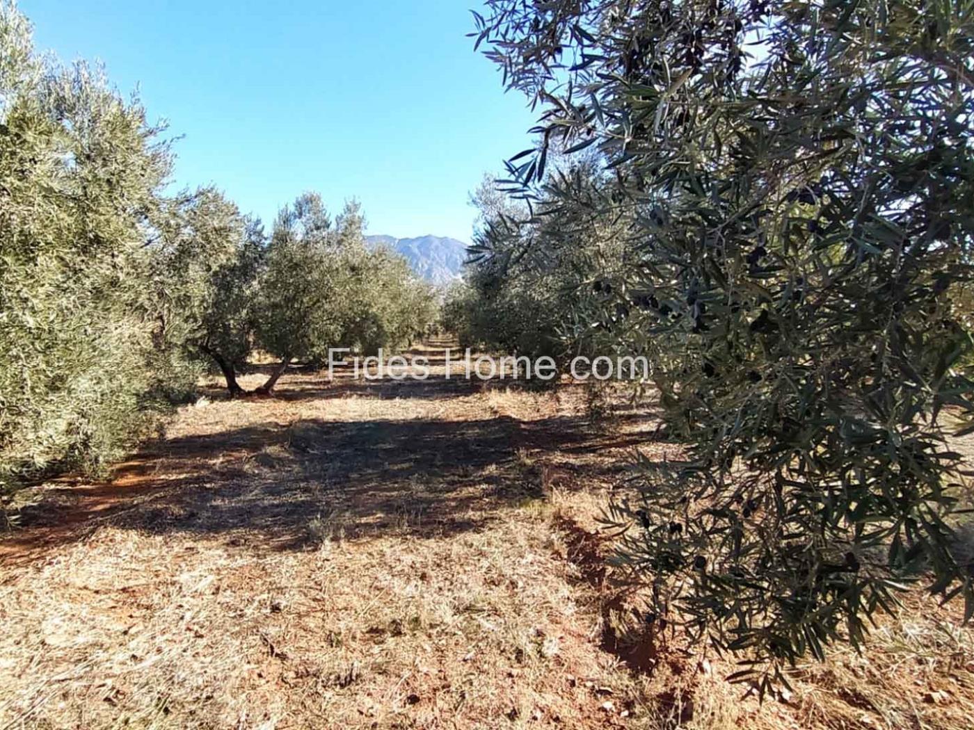 Great olive grove in Cozvíjar in Cozvíjar