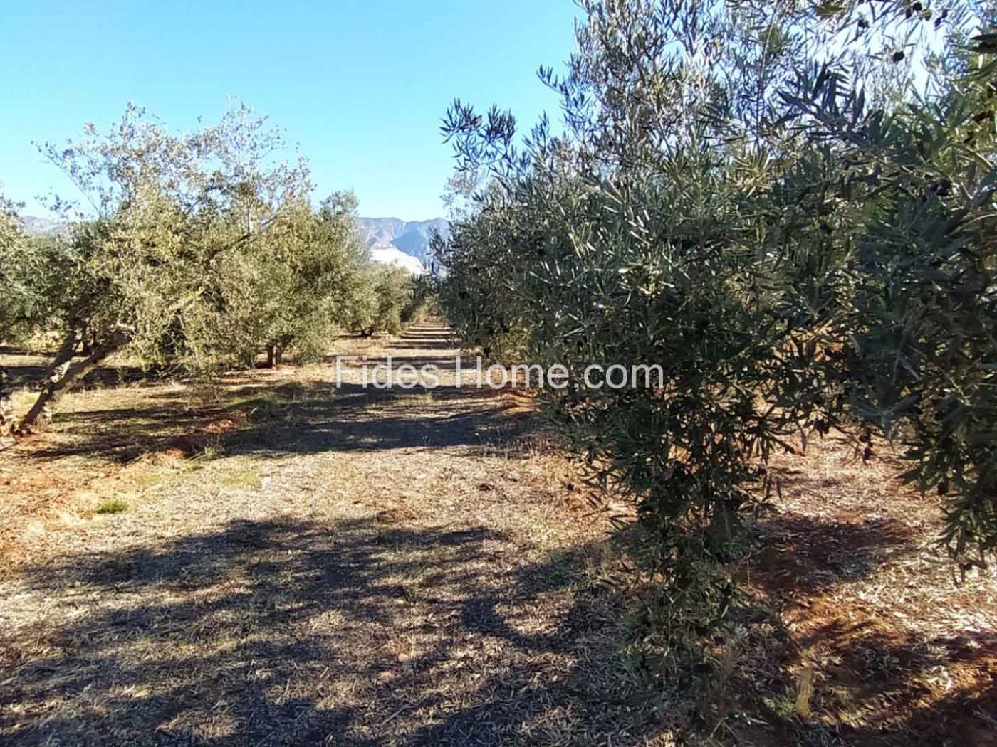 Great olive grove in Cozvíjar in Cozvíjar