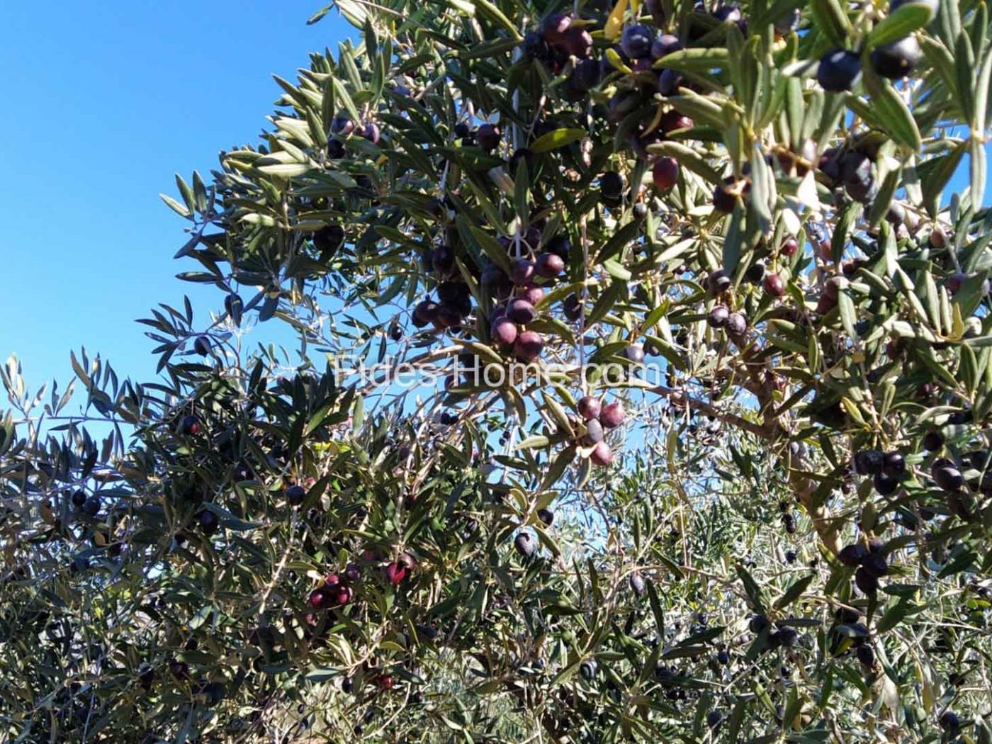 Great olive grove in Cozvíjar in Cozvíjar