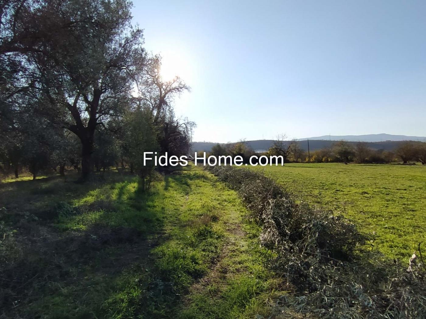 Olijfboomgaard eigendom in Nigüelas naast Mercadona. .en Nigüelas