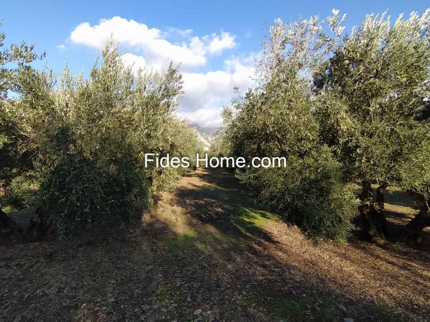 Olijfboomgaard eigendom in Nigüelas naast Mercadona. .en Nigüelas