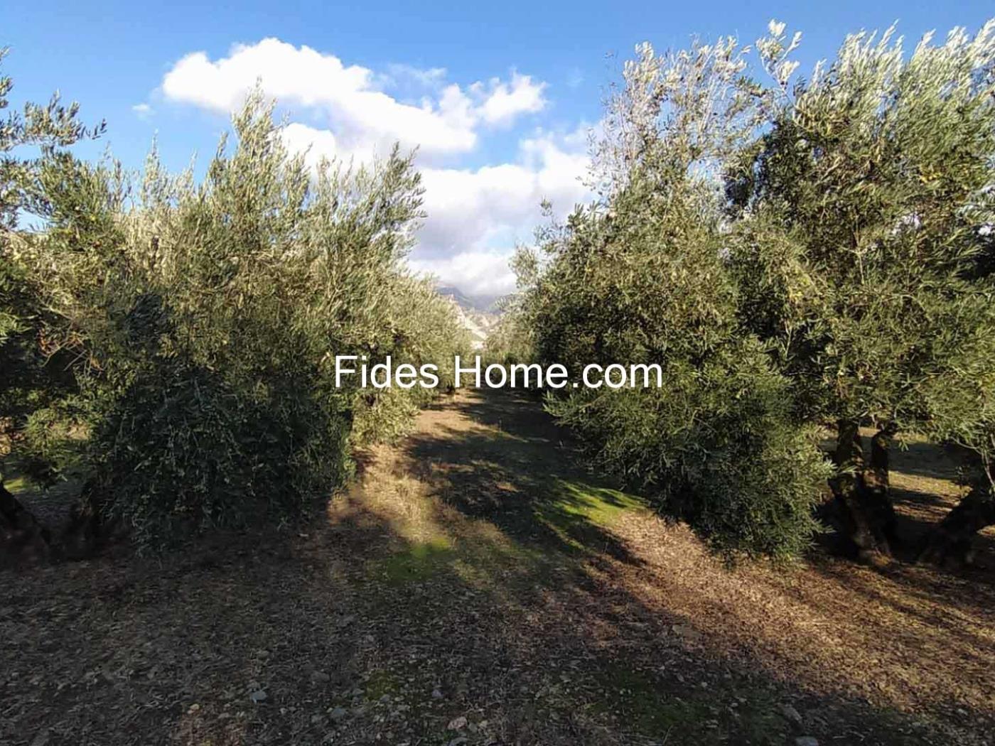 Olijfboomgaard eigendom in Nigüelas naast Mercadona. .en Nigüelas