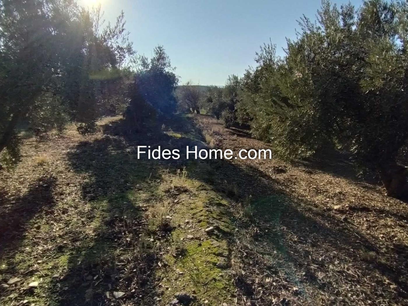 Olijfboomgaard eigendom in Nigüelas naast Mercadona. .en Nigüelas