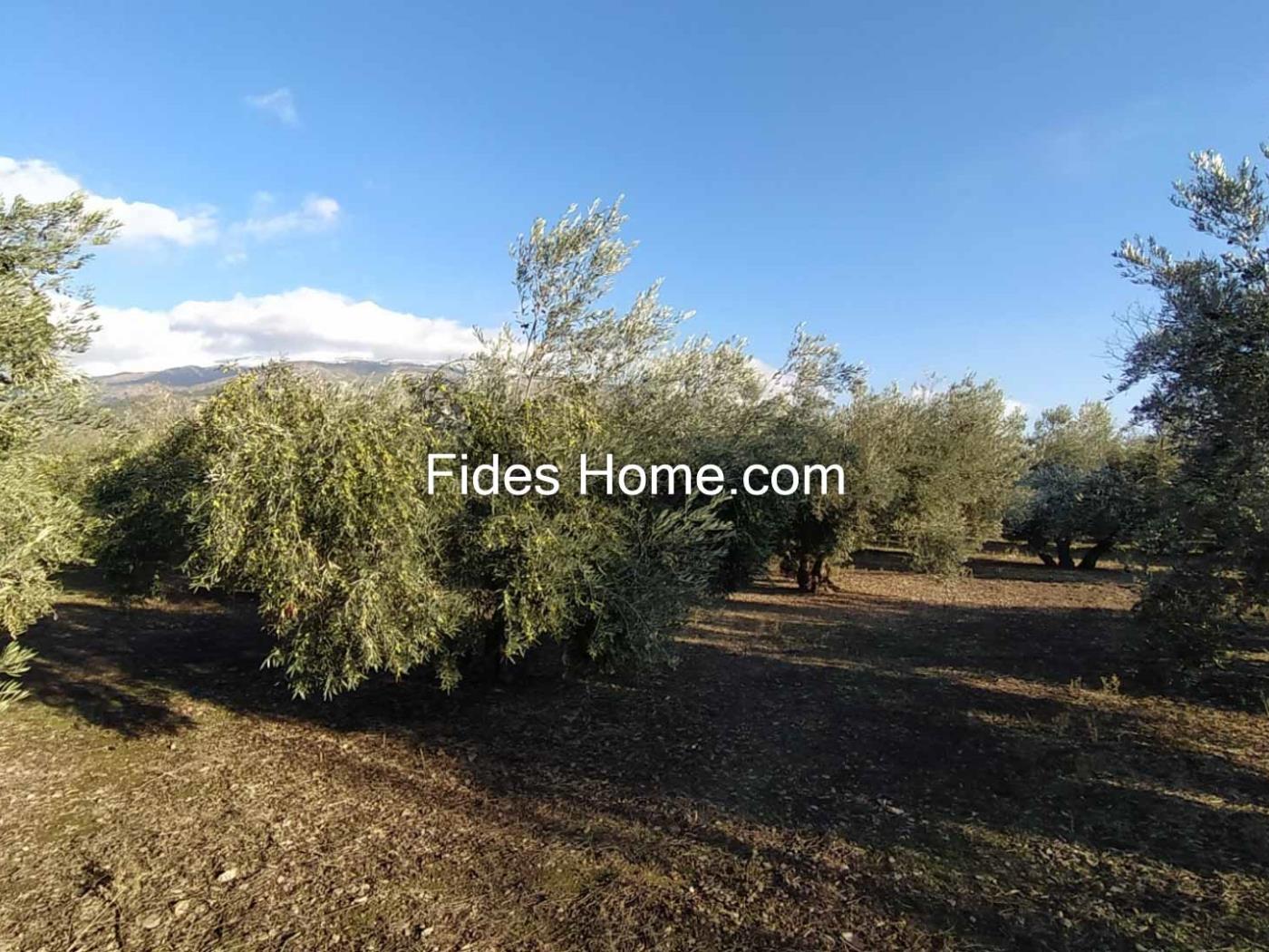 Olijfboomgaard eigendom in Nigüelas naast Mercadona. .en Nigüelas