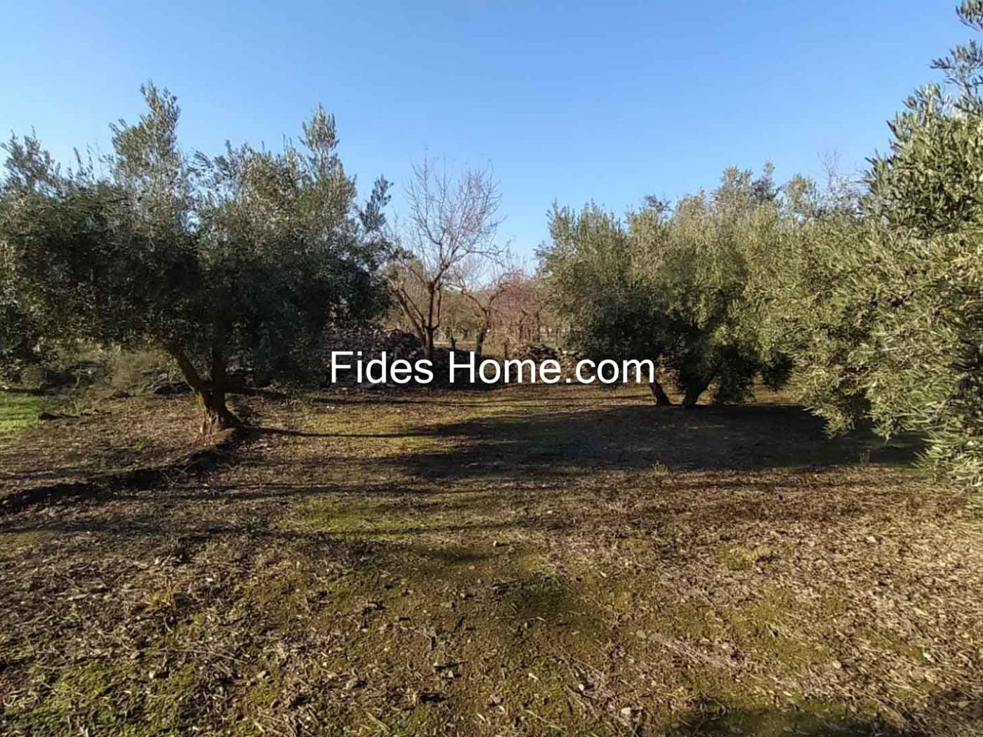 Olijfboomgaard eigendom in Nigüelas naast Mercadona. .en Nigüelas