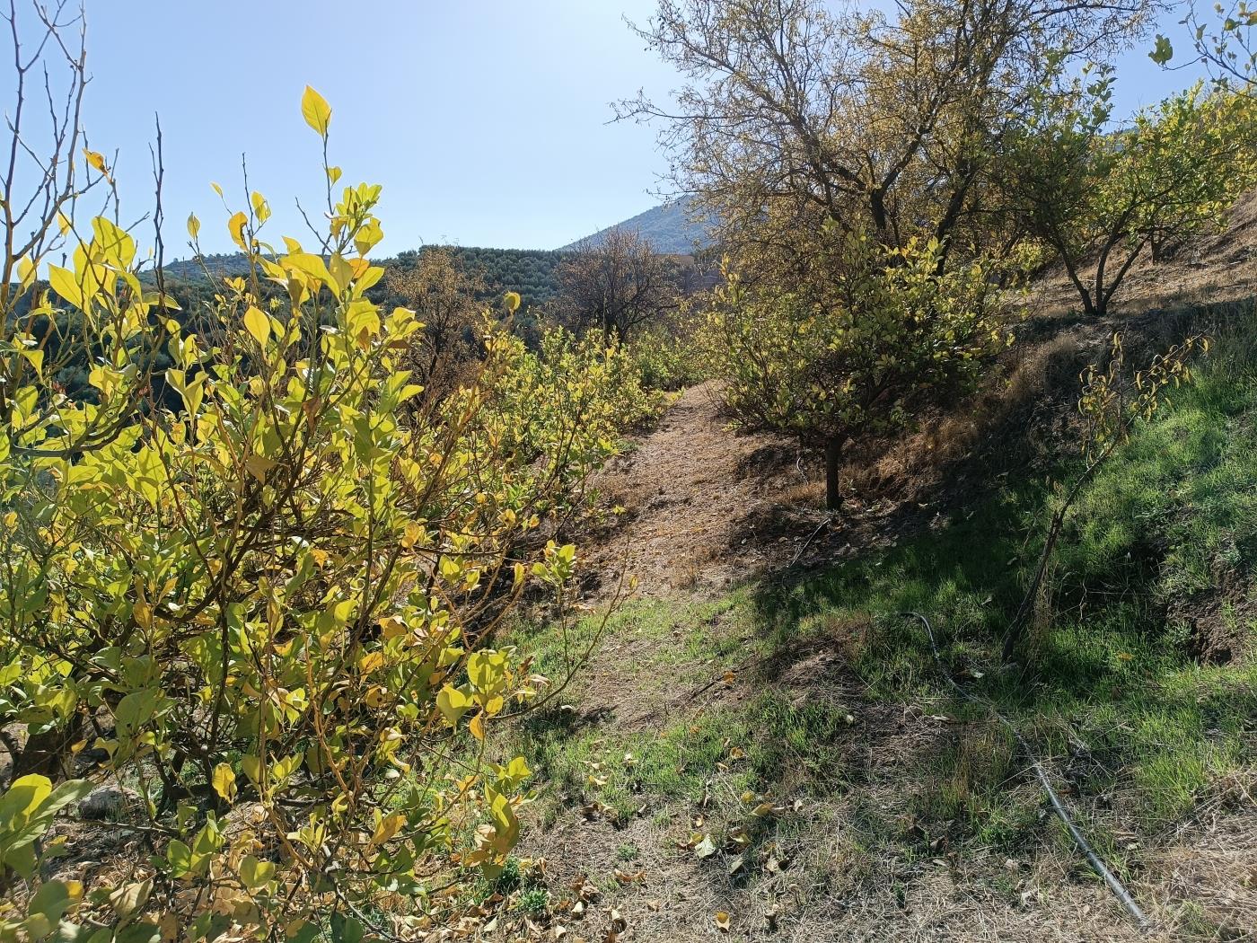 Ländliches Anwesen mit herrlichem Blick und einer 104 m2 Cortijo-Struktur in Restábal
