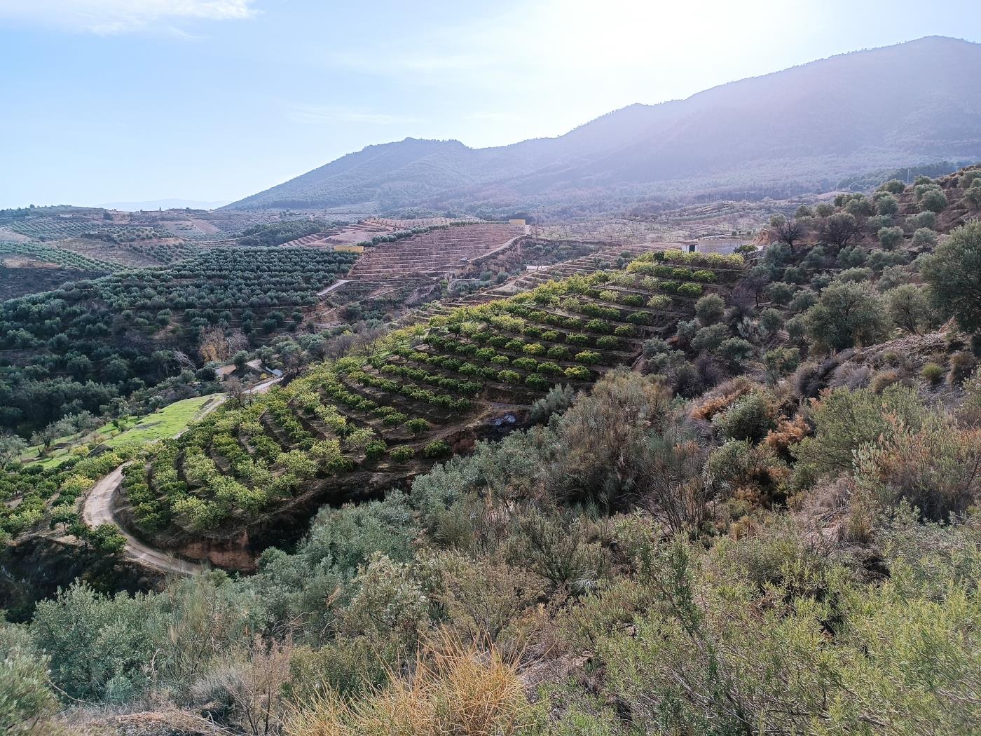 Verger d'orangers avec petite remise, étang d'irrigation et vue. à Restábal