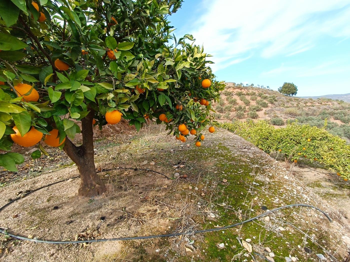 Verger d'orangers avec petite remise, étang d'irrigation et vue. à Restábal