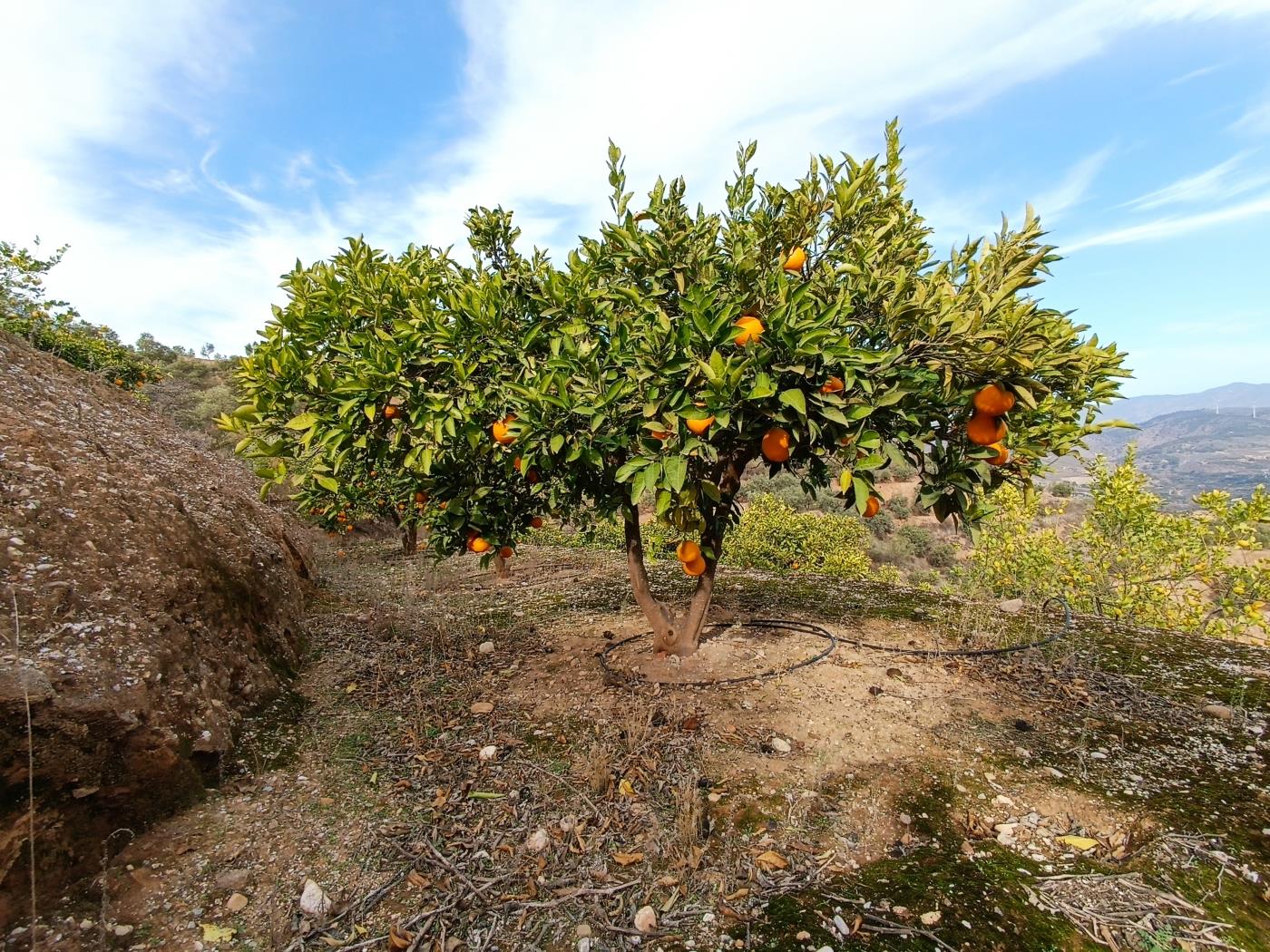 Verger d'orangers avec petite remise, étang d'irrigation et vue. à Restábal