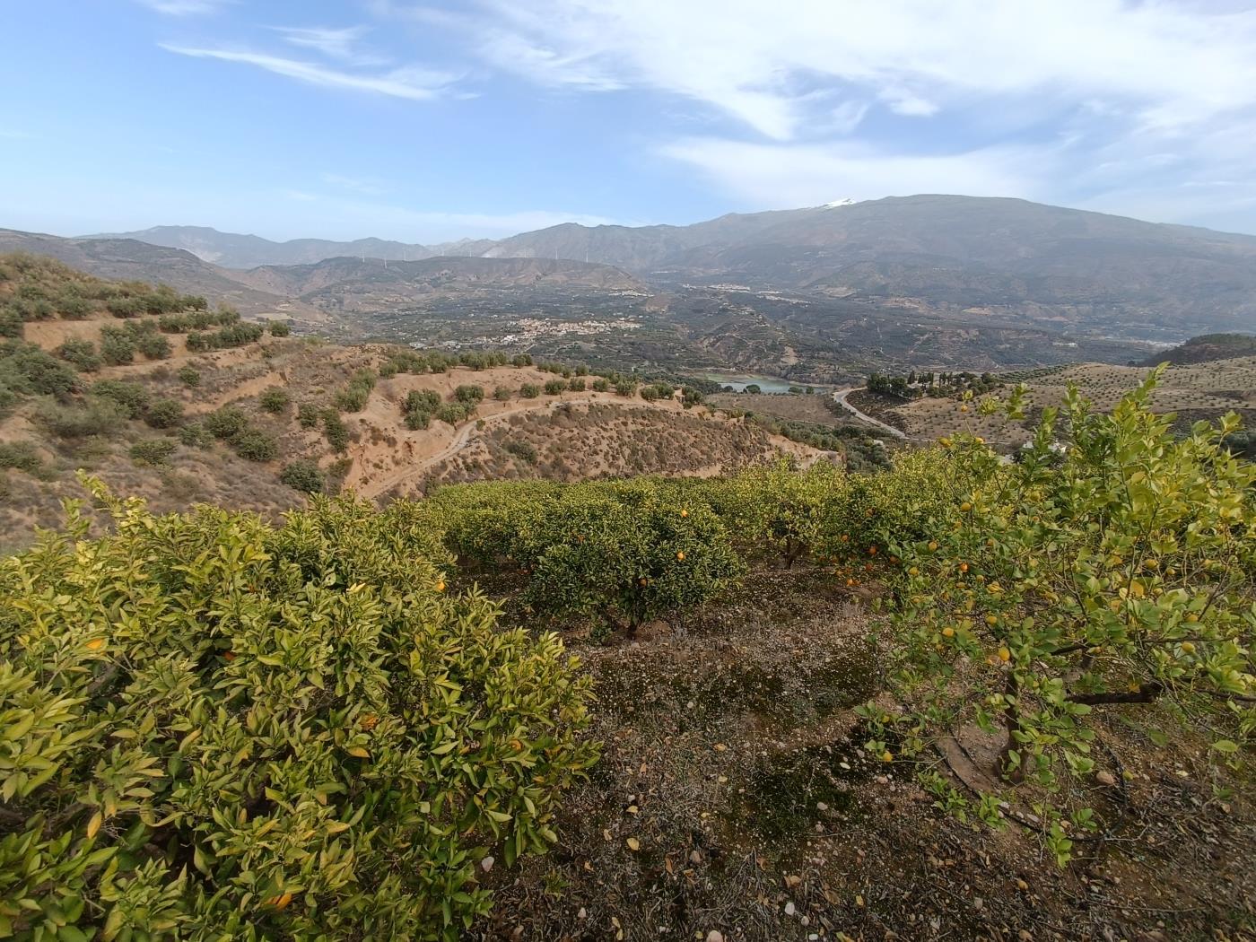 Verger d'orangers avec petite remise, étang d'irrigation et vue. à Restábal