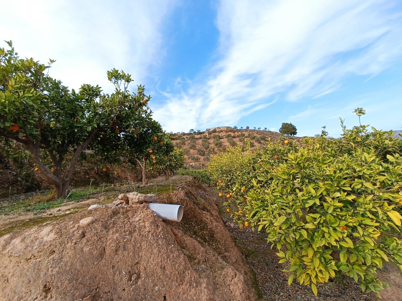 Verger d'orangers avec petite remise, étang d'irrigation et vue. à Restábal