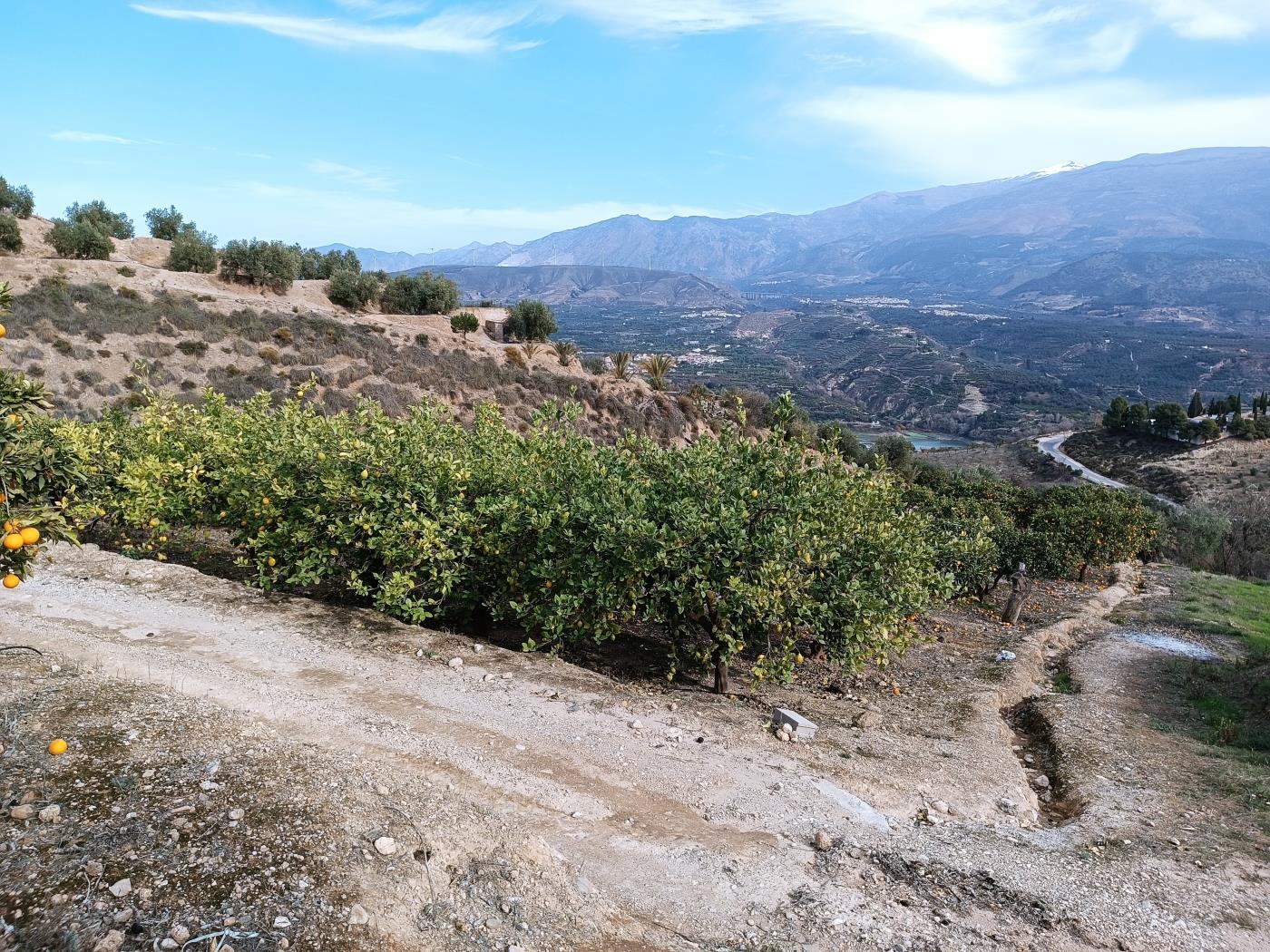 Verger d'orangers avec petite remise, étang d'irrigation et vue. à Restábal