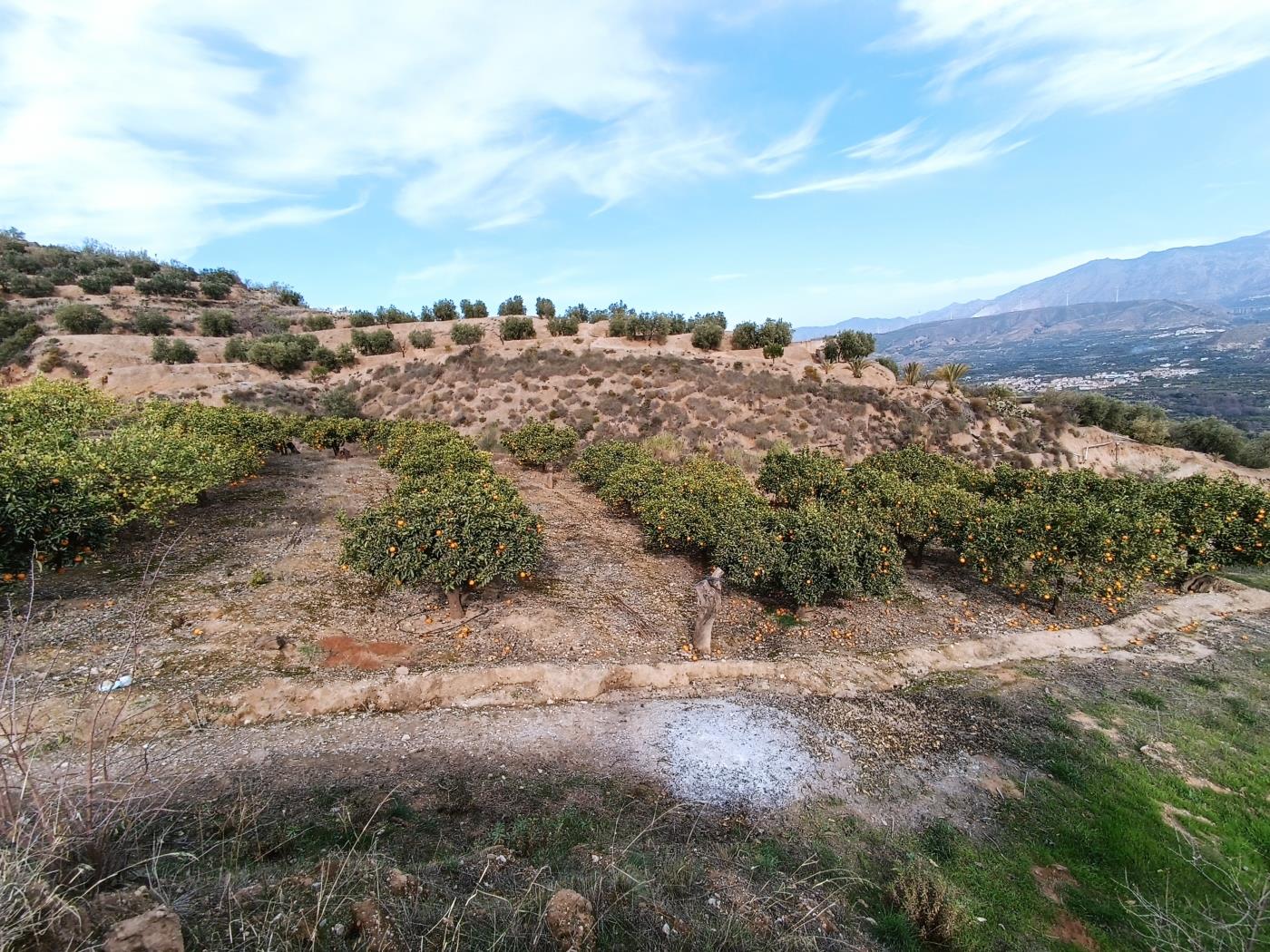Verger d'orangers avec petite remise, étang d'irrigation et vue. à Restábal