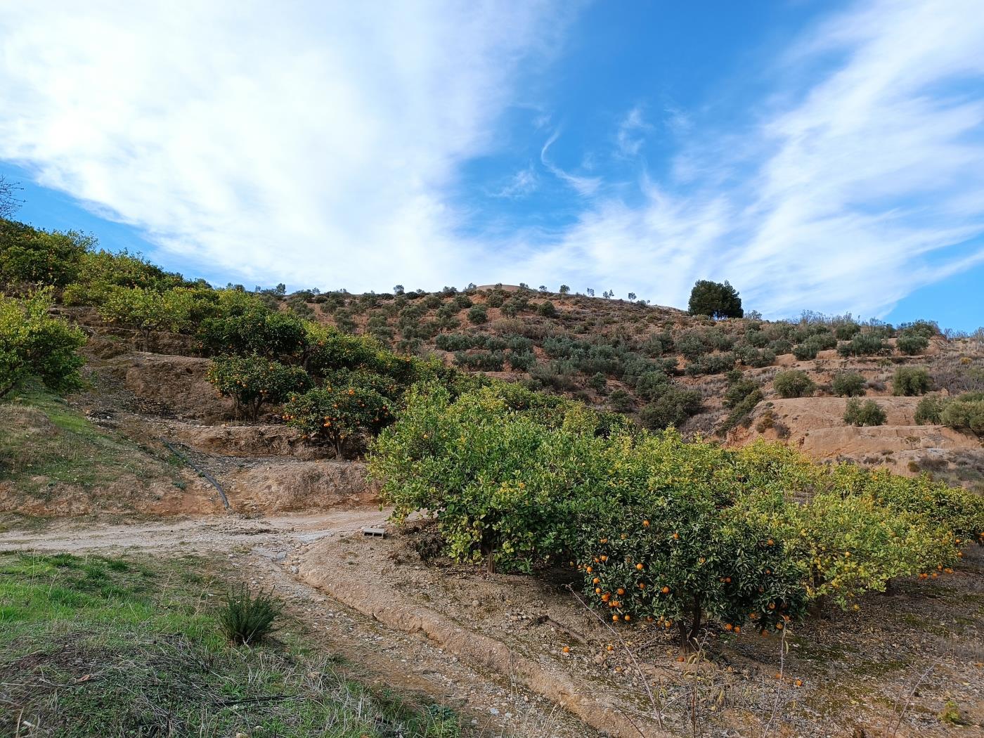 Verger d'orangers avec petite remise, étang d'irrigation et vue. à Restábal
