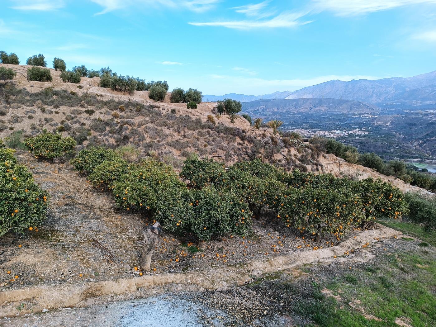 Verger d'orangers avec petite remise, étang d'irrigation et vue. à Restábal