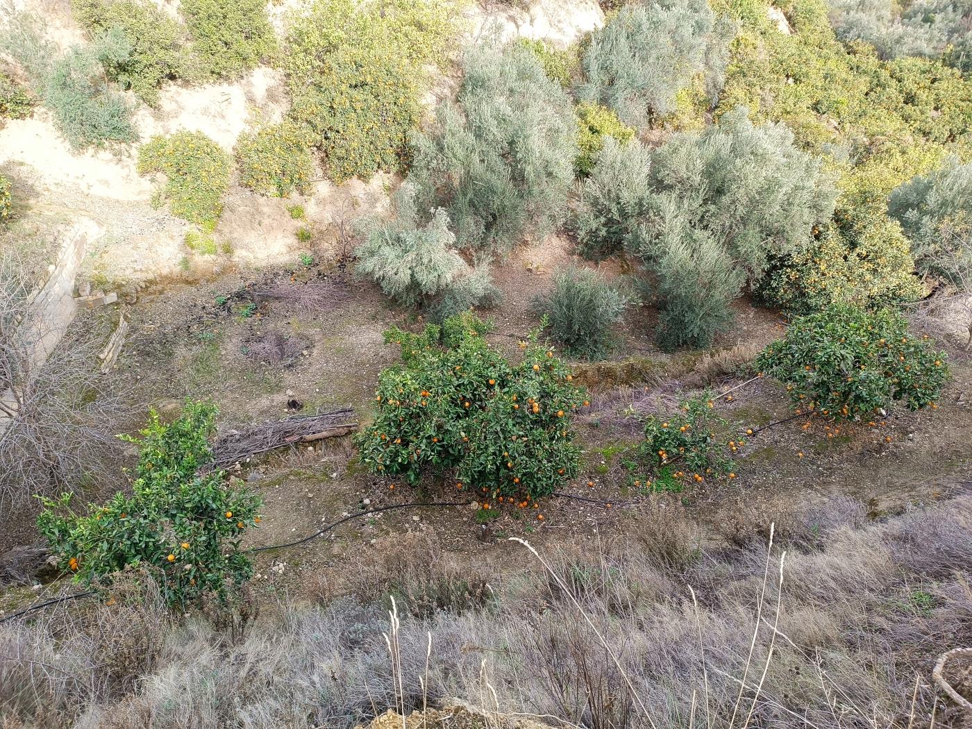 Verger d'orangers avec petite remise, étang d'irrigation et vue. à Restábal