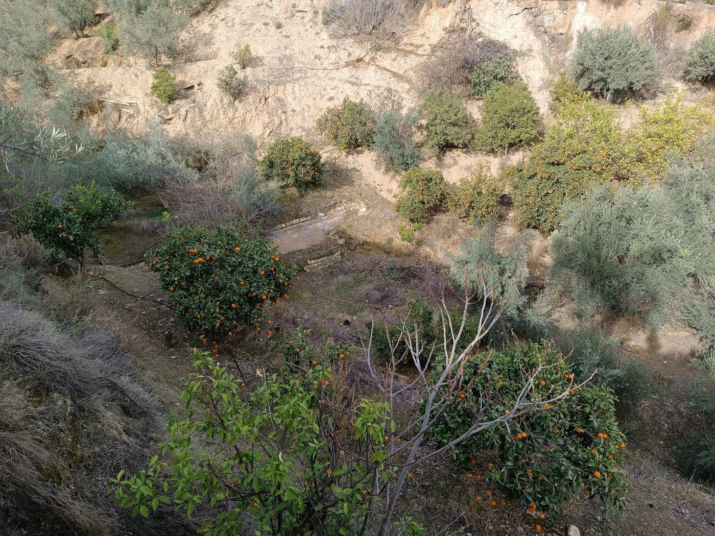 Verger d'orangers avec petite remise, étang d'irrigation et vue. à Restábal
