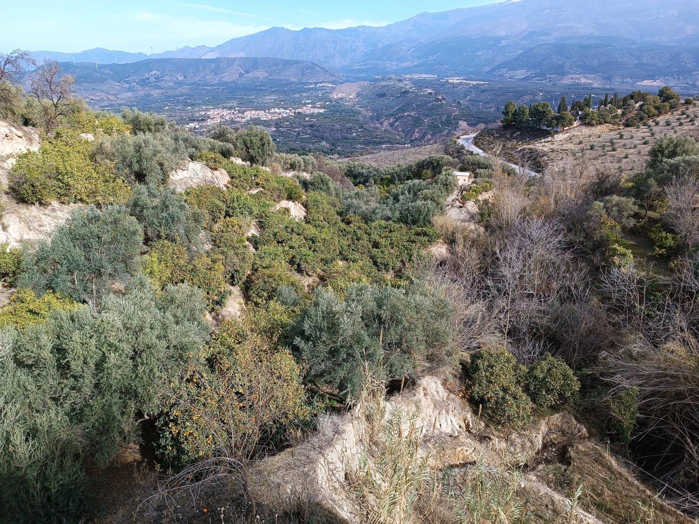 Verger d'orangers avec petite remise, étang d'irrigation et vue. à Restábal